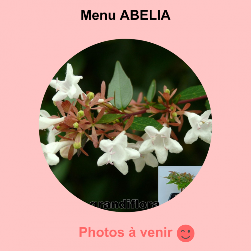 Menu ABELIA