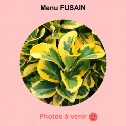 Menu FUSAIN