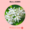 Menu JASMIN