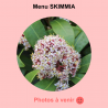 Menu SKIMMIA