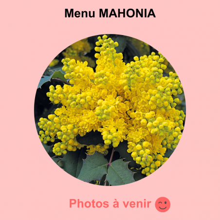 Menu MAHONIA