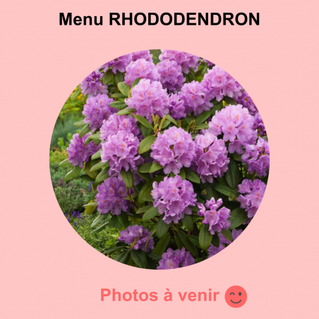 Menu RHODODENDRON