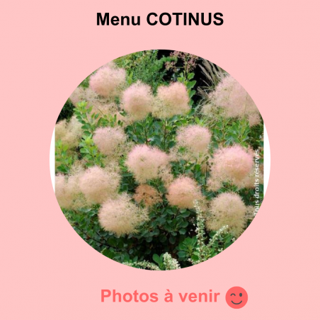 Menu COTINUS